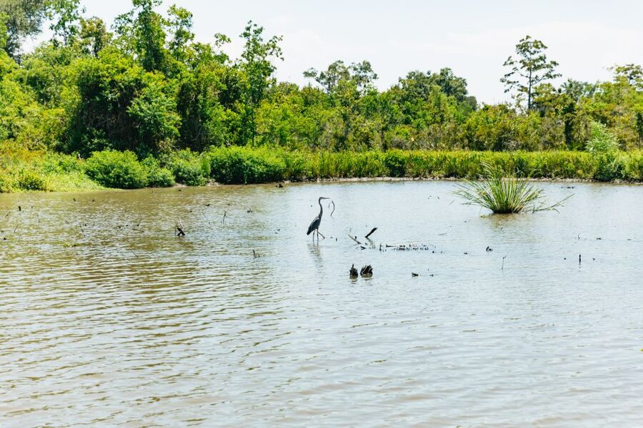 New Orleans: Bayou Tour in Jean Lafitte National Park - The 90-Minute Plan: What Happens During Each Part