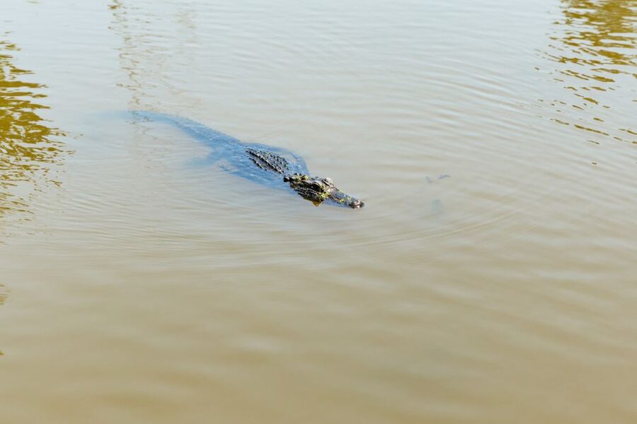 New Orleans: Bayou Tour in Jean Lafitte National Park - What the Boat Is Like: Comfort, Restroom, and Space to Look