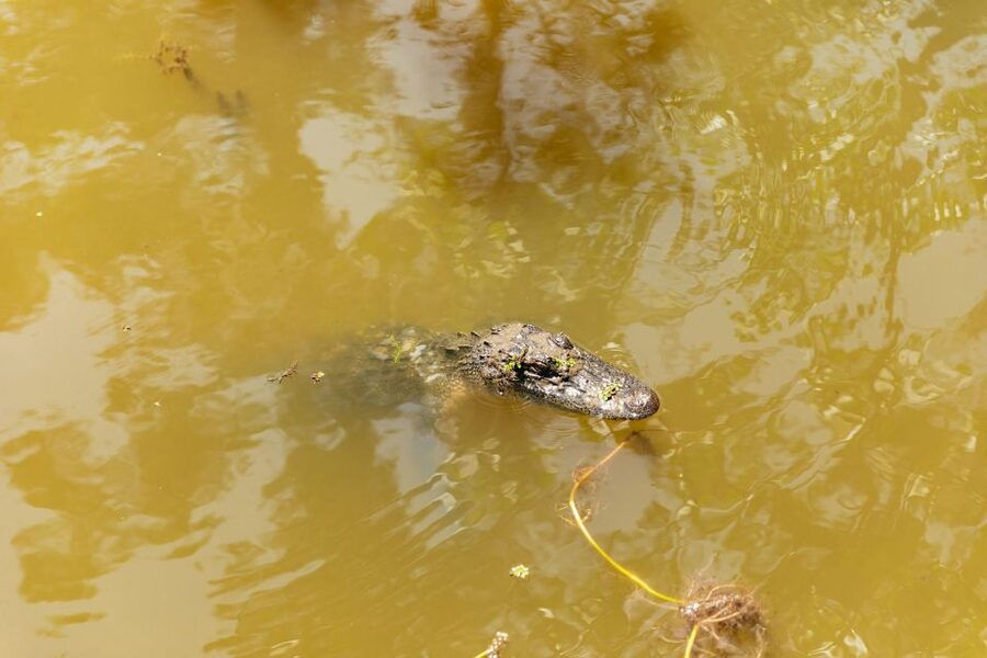 New Orleans: Bayou Tour in Jean Lafitte National Park - What to Wear and Bring for Swamp Conditions