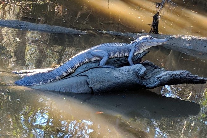 New Orleans City, Cemetery and Swamp Full-Day Tour - Airboat rules you should not ignore