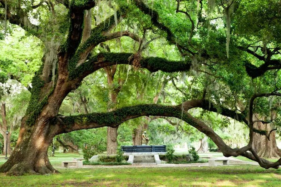 New Orleans: City & Cemetery Tour + Garden District Stroll - How Much You Get for $55: Value Without Overpromising