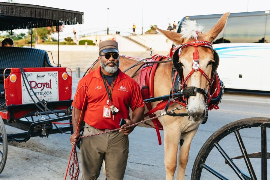 New Orleans: French Quarter Sightseeing Carriage Ride - Mule Comfort, Seating Choices, and the Little Details That Matter