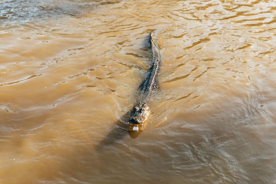 New Orleans: Guided Swamp Cruise by Tour Boat - Key Things That Make This Swamp Cruise Worth Your Time