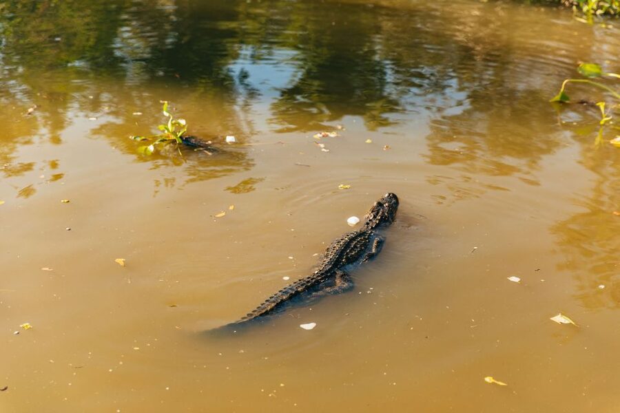 New Orleans: Guided Swamp Cruise by Tour Boat - Getting Out of New Orleans: From French Quarter Hustle to Barataria Quiet