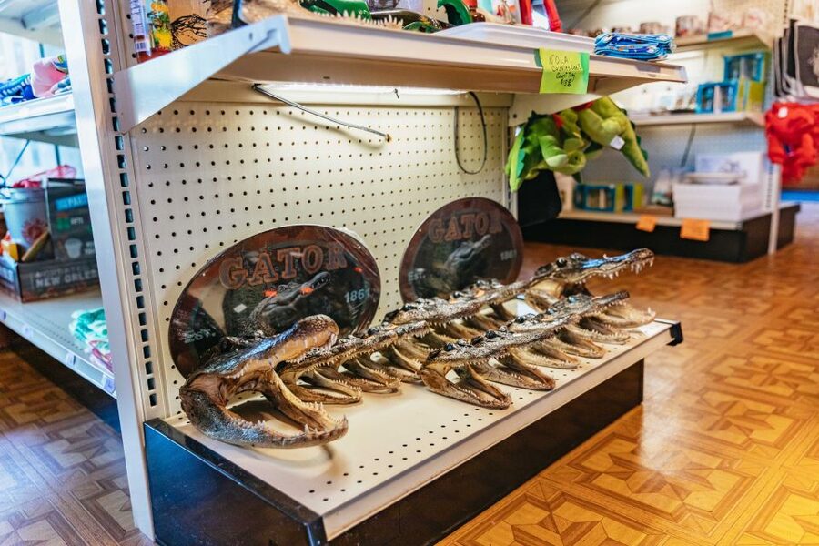 New Orleans: Guided Swamp Cruise by Tour Boat - Wildlife Odds: Alligators, Birds, Raccoons, and More