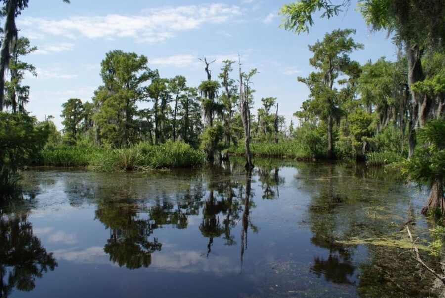 New Orleans: High Speed 16 Passenger Airboat Ride - Key Things You’ll Notice on This Airboat Tour