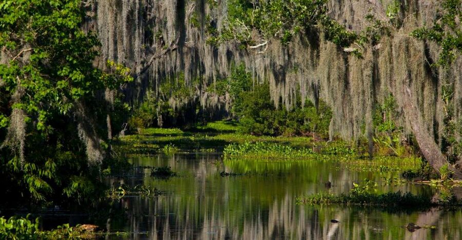 New Orleans: High Speed 16 Passenger Airboat Ride - How a Half-Day Bayou Trip Fits New Orleans
