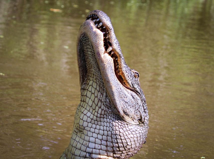 New Orleans: High Speed 16 Passenger Airboat Ride - Comfort, Wet Weather, and Safety Rules That Matter