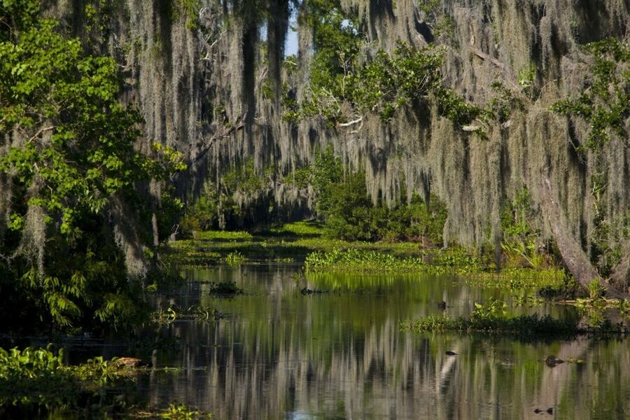 New Orleans: High Speed 16 Passenger Airboat Ride - From Pickup to Jean Lafitte: What the Flow Feels Like