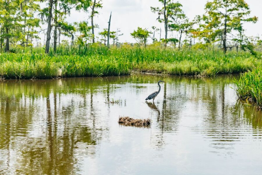 New Orleans: High Speed 9 Passenger Airboat Tour - Photo stops and why they matter for your photos