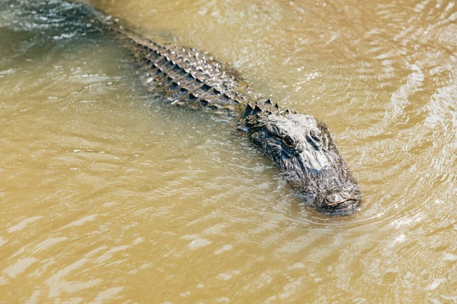New Orleans: High Speed 9 Passenger Airboat Tour - Getting there from the French Quarter without wasting the day