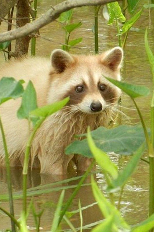 New Orleans: Honey Island Swamp and Bayou Boat Tour - Where Honey Island Swamp Fits Into Louisiana: Wetlands With a Job