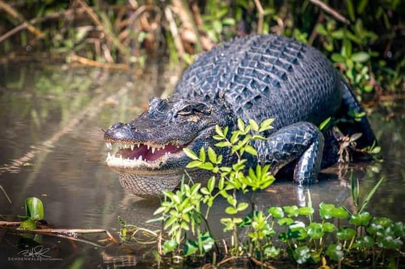 New Orleans: Honey Island Swamp and Bayou Boat Tour - What to Pack and How to Handle All-Weather Conditions