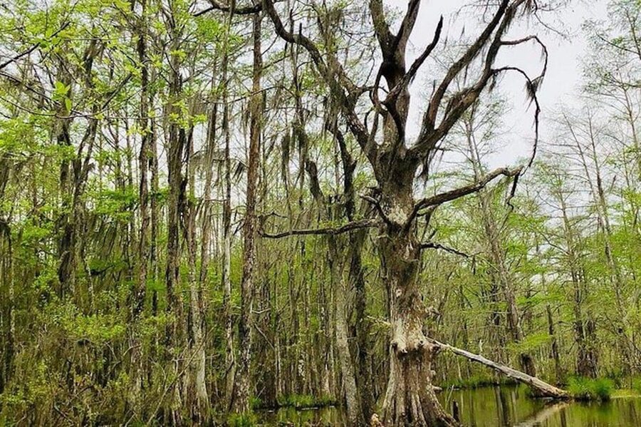 New Orleans: Honey Island Swamp and Bayou Boat Tour - Price and Value: Is $37 Worth It?