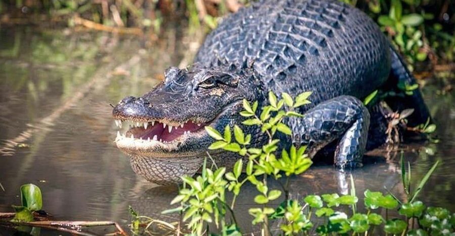 New Orleans: Honey Island Swamp and Bayou Boat Tour - Your 2-Hour Slidell Adventure: What Happens on the Boat