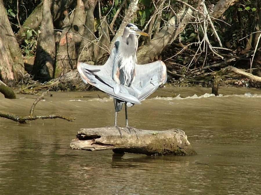 New Orleans: Honey Island Swamp Tour - From Cajun Encounters to the Honey Island launch