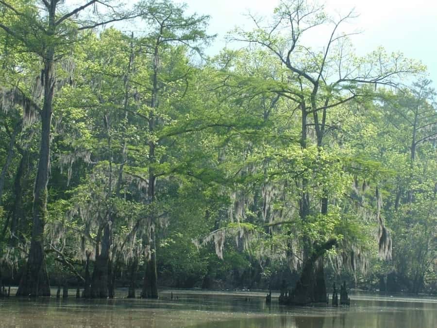 New Orleans: Honey Island Swamp Tour - Learning from a wetland ecologist: swamp facts that stick