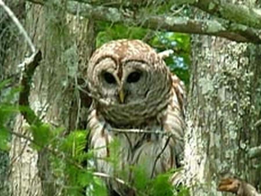 New Orleans: Honey Island Swamp Tour - Photography tips for hanging moss and swamp light