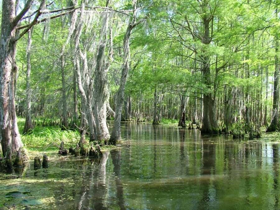 New Orleans: Honey Island Swamp Tour - What to bring, what to wear, and how to stay comfortable