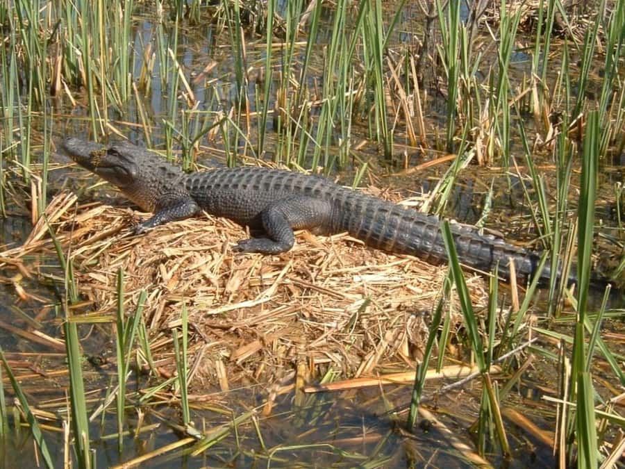 New Orleans: Honey Island Swamp Tour - Who this tour suits best