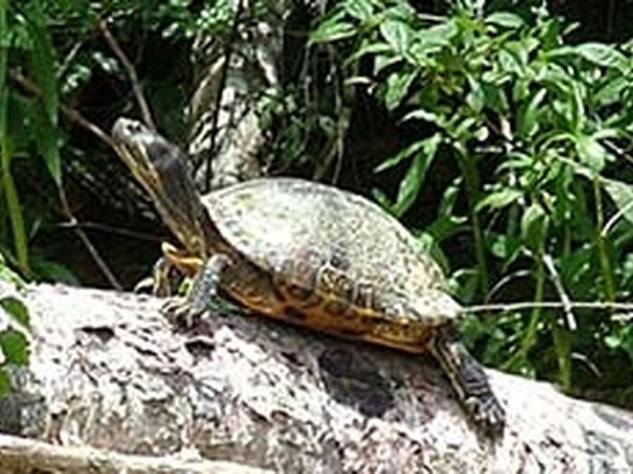 New Orleans: Honey Island Swamp Tour - Should you book Honey Island Swamp with Dr. Wagner’s?