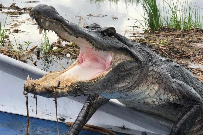 New Orleans Large Airboat Swamp Tour - Key things to know before your Barataria airboat run
