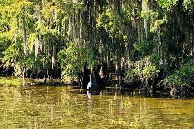 New Orleans Large Airboat Swamp Tour - Alligator sightings: what you might see, and what not to assume
