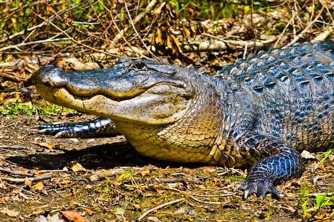 New Orleans Large Airboat Swamp Tour - Entering The Barataria Preserve area from the Mississippi River