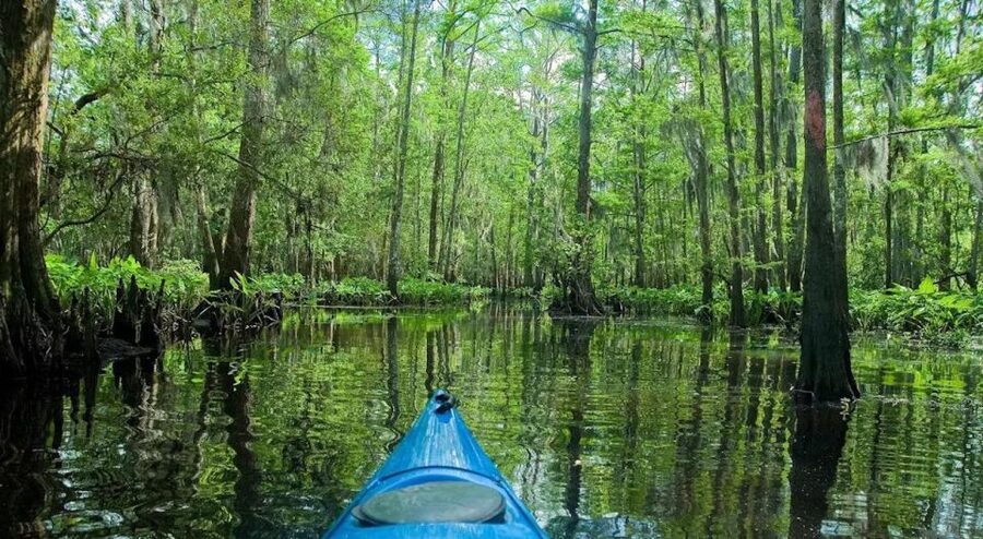 New Orleans: Manchac Magic Kayak Swamp Tour - Who This Tour Is Best For (And Who Might Skip It)