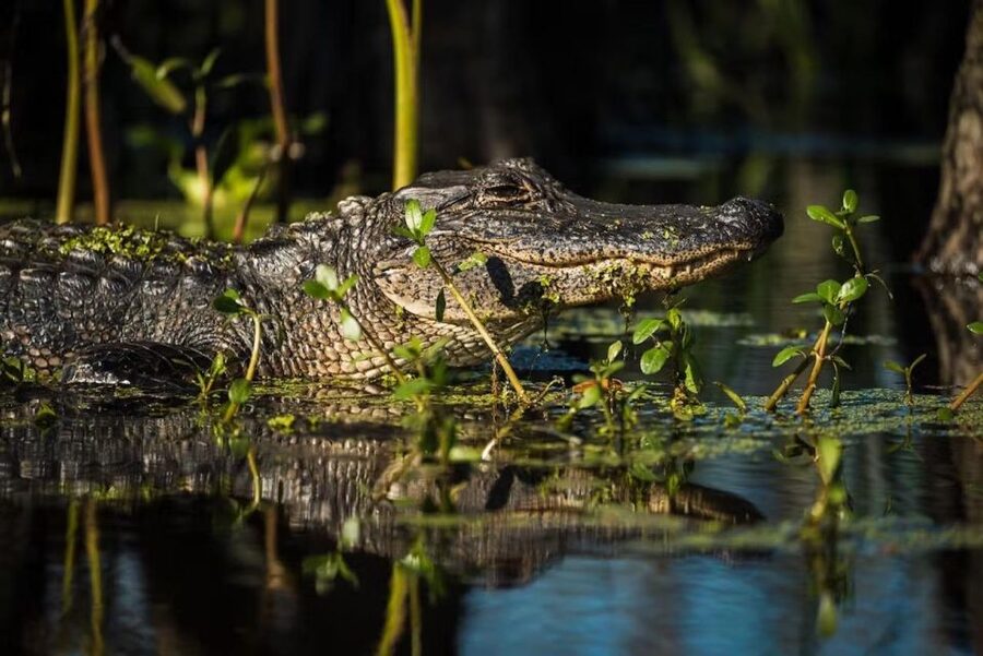 New Orleans: Manchac Magic Kayak Swamp Tour - Wildlife Spotting You Can Actually Expect (Even When Gators Hide)