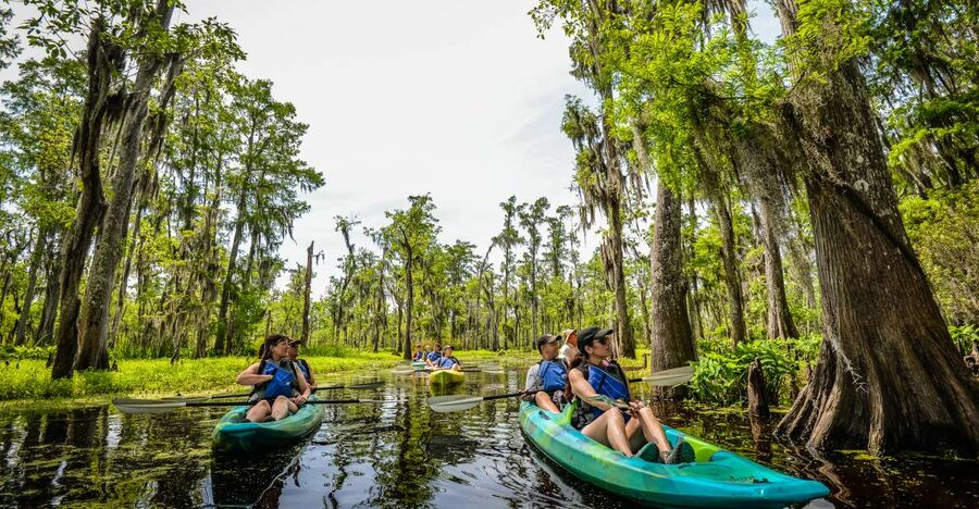 New Orleans: Manchac Magic Kayak Swamp Tour - Price Breakdown: What $90 Gets You on the Water