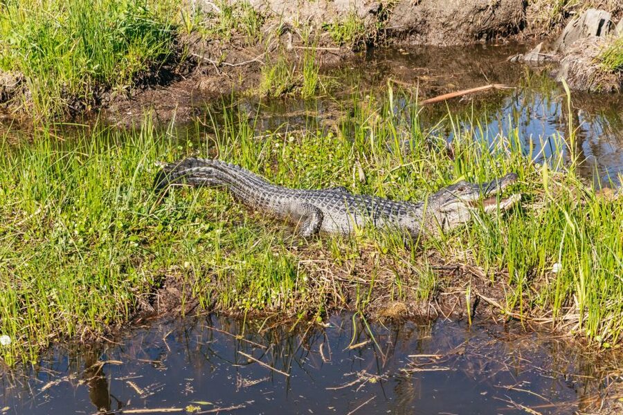 New Orleans: Oak Alley Plantation & Airboat Swamp Combo Tour - Wildlife expectations: gators, birds, raccoons, and wild pigs