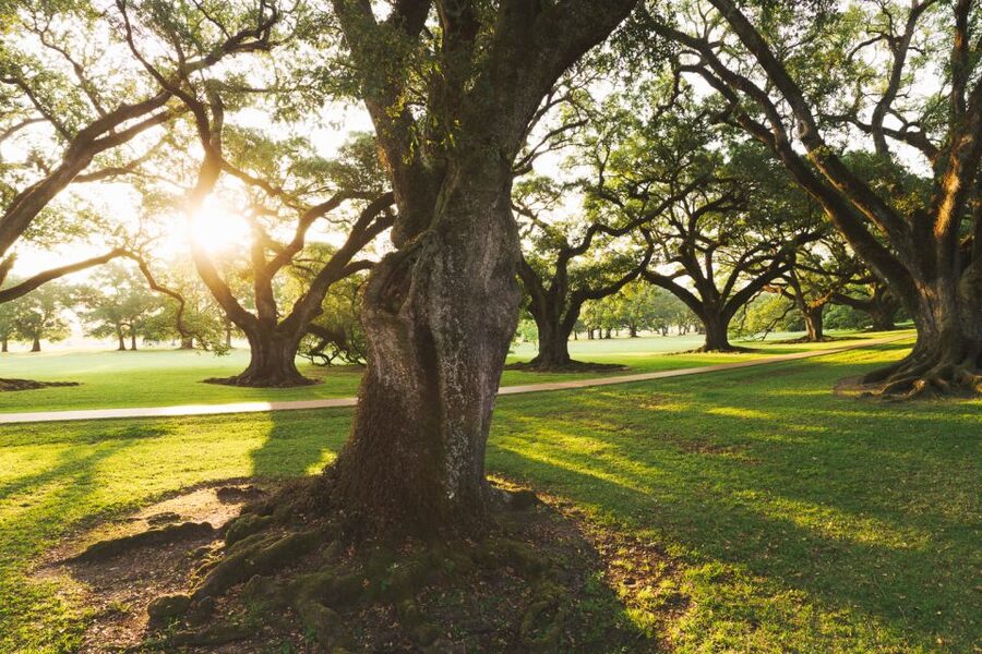 New Orleans: Oak Alley Plantation and Swamp Cruise Day Trip - Should You Book the Oak Alley and Swamp Cruise Combo?