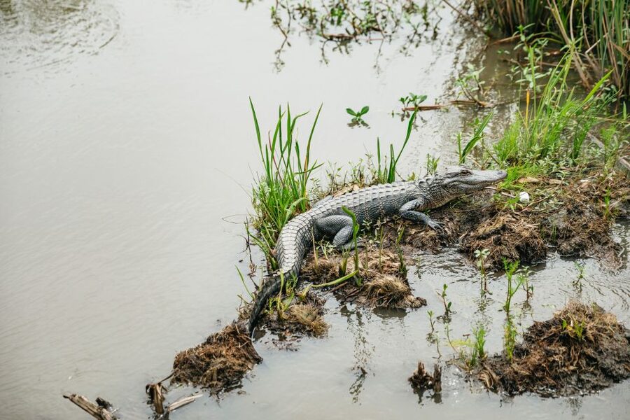 New Orleans: Oak Alley Plantation and Swamp Cruise Day Trip - The Swamp Cruise at Jean Lafitte Country
