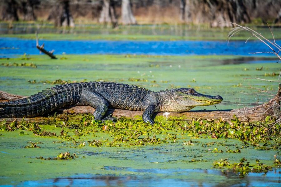 New Orleans: Oak Alley Plantation and Swamp Cruise Day Trip - Wildlife Watching, Snakes and Alligators Included