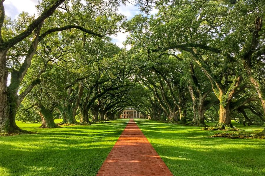 New Orleans: Oak Alley Plantation Tour with Transportation - Key highlights worth planning around