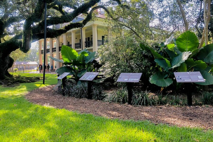 New Orleans: Oak Alley Plantation Tour with Transportation - Optional Manchac Swamp upgrade: 90 minutes in a wildlife refuge