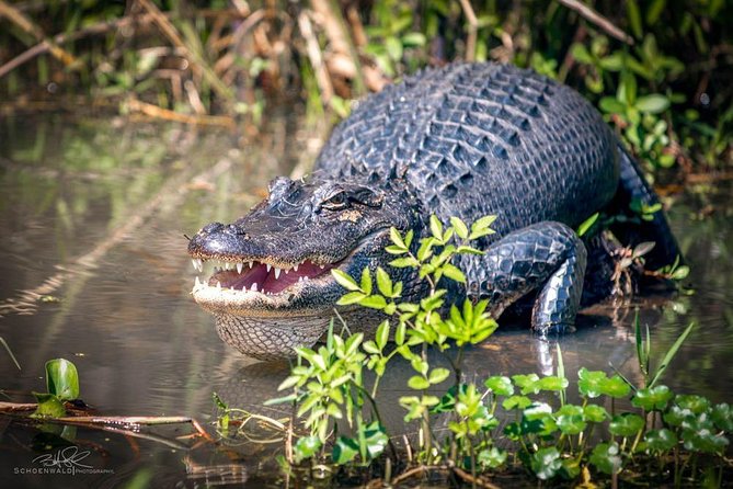 New Orleans Self-Transport Swamp and Bayou Boat Tour - Honey Island Swamp is in Slidell, so plan your drive first