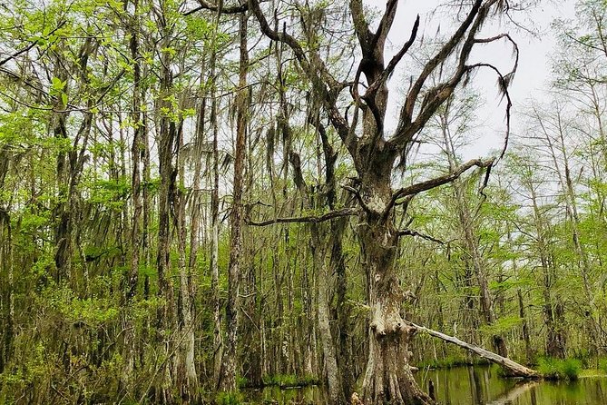 New Orleans Self-Transport Swamp and Bayou Boat Tour - What you’ll see on the 2-hour ride, from gators to birds