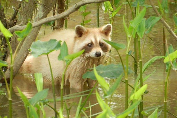 New Orleans Self-Transport Swamp and Bayou Boat Tour - Guides you’ll remember, like Captain Jody, Emmett, and Wade G.