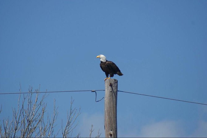 New Orleans Small-Group Airboat Swamp Tour - Wildlife encounters up close: what you might see, and what to remember