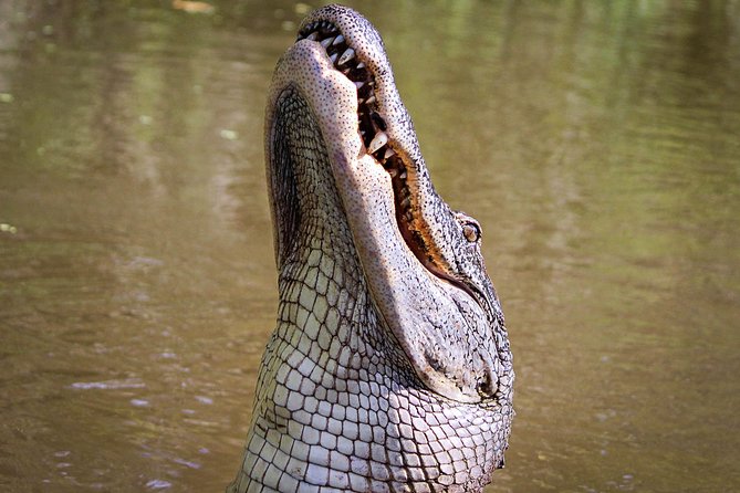 New Orleans Small-Group Airboat Swamp Tour - Airboat mechanics you can feel: 454 power and 200+ mph wind