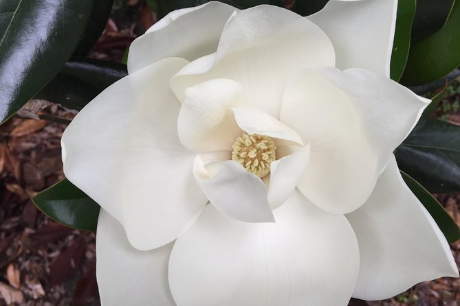 New Orleans Small-Group Garden District Walking Tour - Price and value check for a $35, 2-hour walk
