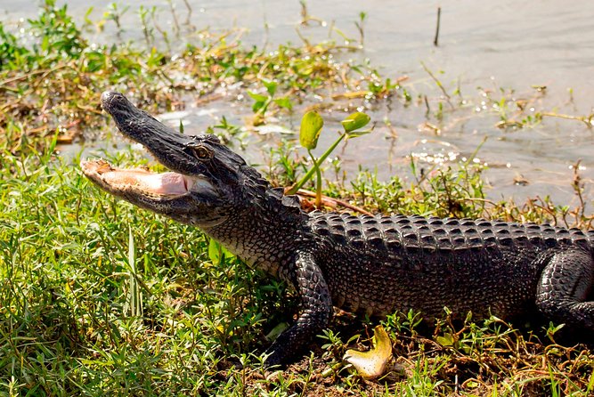 New Orleans Swamp and Bayou Alligator Tour - Price and Value: Is $35 a Deal?