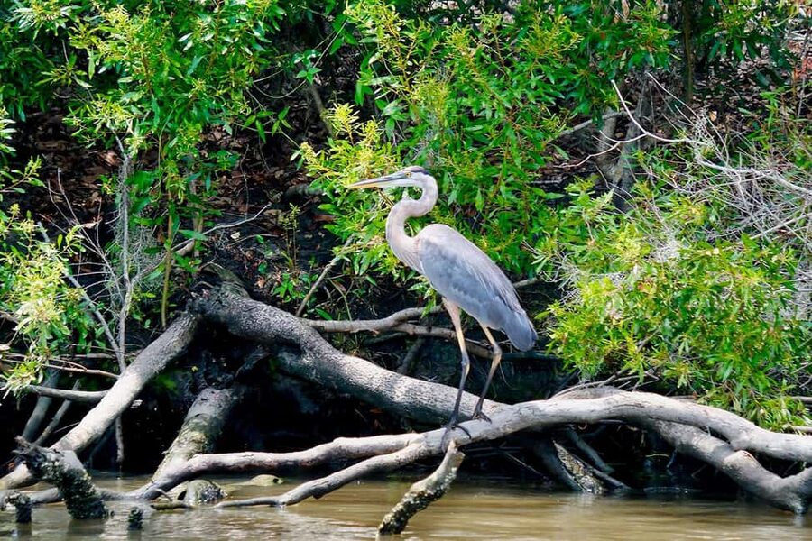 New Orleans: Swamp Boat Ride & Oak Alley Plantation Tour - Manchac Swamp on a covered pontoon boat