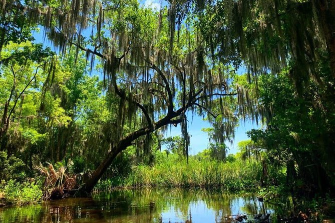 New Orleans Swamp Tour Boat Adventure with Transportation - The covered swamp boat, comfort you’ll notice right away