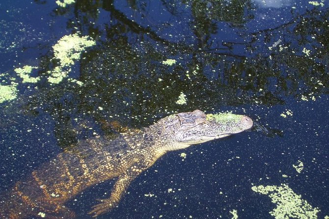 New Orleans Swamp Tour Boat Adventure with Transportation - The narrated route, from Indian burial mound to Cajun cemetery