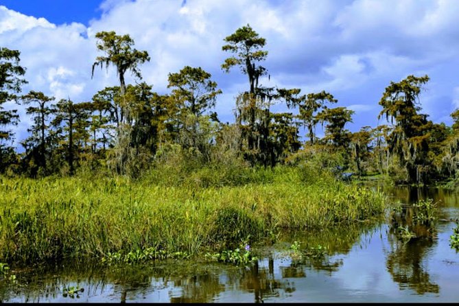 New Orleans Swamp Tour Boat Adventure with Transportation - Wildlife expectations that match the season