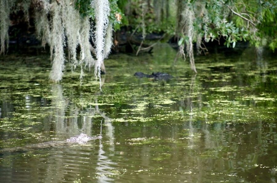 New Orleans: Swamp Tour on Covered Pontoon Boat - Key Highlights Worth Your Time