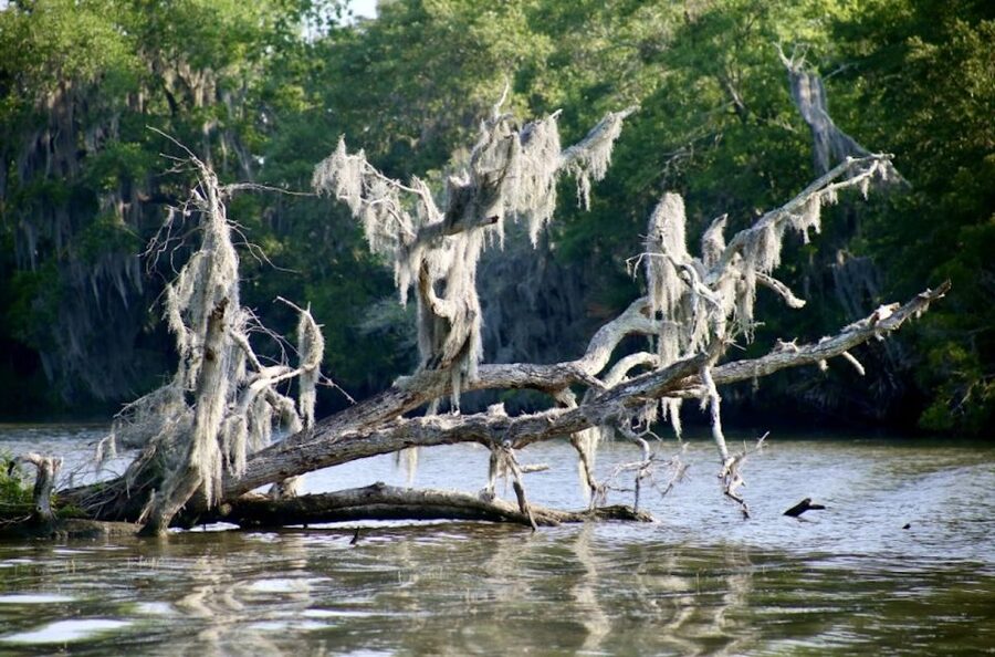 New Orleans: Swamp Tour on Covered Pontoon Boat - Food, Photos, and On-Site Extras